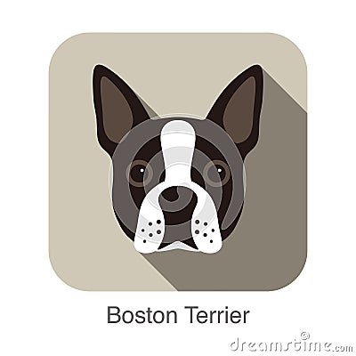 Boston terrier dog character, dog breed cartoon image series Vector Illustration