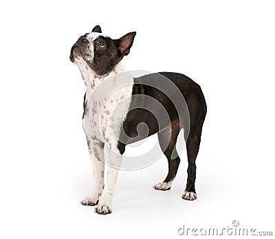 Boston Terrier Dog Looking Up Stock Photo