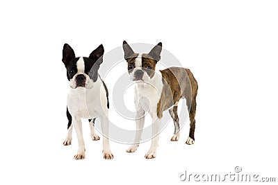 Boston Terrier Dog, Pair against White Background Stock Photo