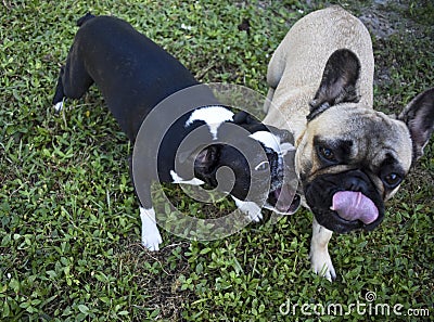 A Boston Terrier And French Bull Dog Fighting Playfully Stock Photo
