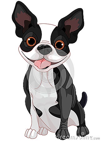 Boston Terrier Vector Illustration