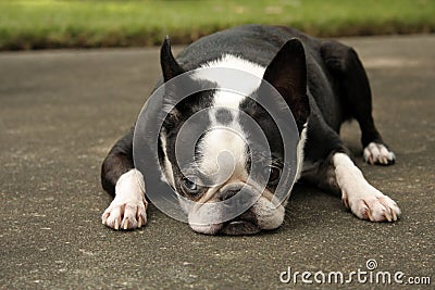 Boston Terrier Lying Down Stock Photo