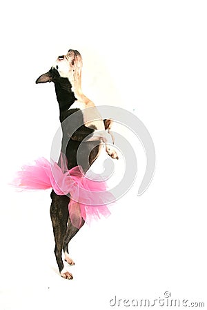 Boston terrier with pink tutu Stock Photo