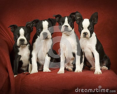 Boston Terrier Puppies Stock Photo