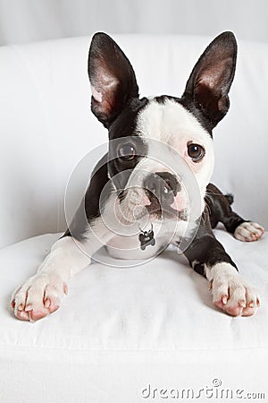 Boston Terrier Puppy Stock Photo