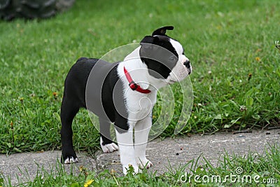 Boston Terrier Puppy Stock Photo