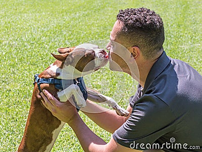 Boston terrier puppy kissing a young Hispanic man Stock Photo