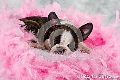 Boston terrier puppy sleep Stock Photo