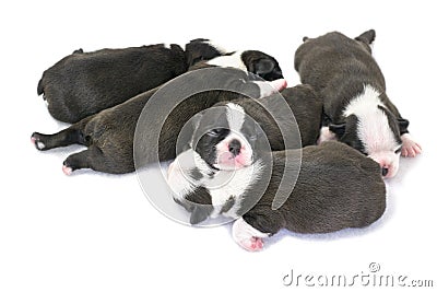 Boston Terrier Puppy on a white background. Stock Photo