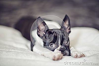 Boston Terrier Puppy Stock Photo