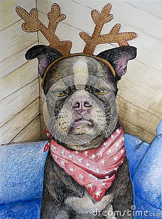 Boston Terrier with Reindeer antlers Stock Photo