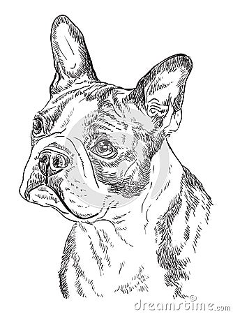 Boston terrier vector hand drawing portrait Vector Illustration