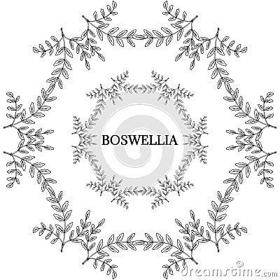 Boswellia in color, LM 16-2 Vector Illustration