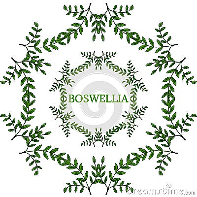 Boswellia in color, LM 16-5 Vector Illustration