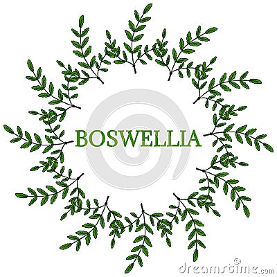 Boswellia in color, round frame 2 Vector Illustration