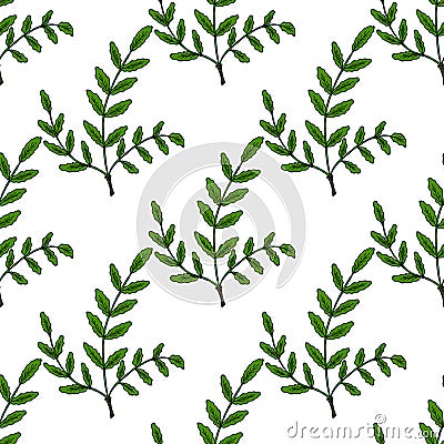 Boswellia in color, seamless 1 Vector Illustration