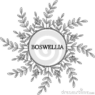 Boswellia, round frame 1 Vector Illustration