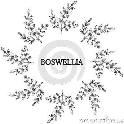 Boswellia, round frame 2 Vector Illustration