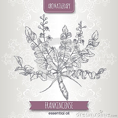 Boswellia sacra aka frankincense sketch on elegant lace background. Vector Illustration