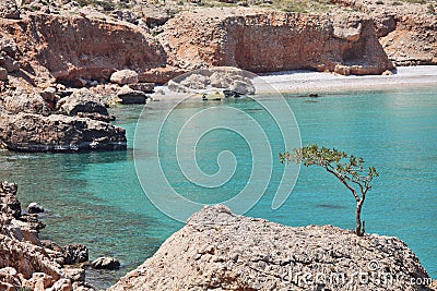 Boswellia tree (Frankincense tree) Stock Photo