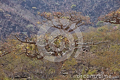 Boswellia tree (Frankincense tree) Stock Photo