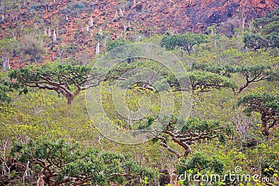 Boswellia tree Frankincense trees Stock Photo