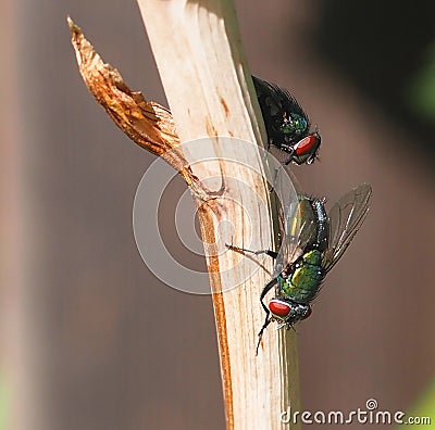 Bot Flies On Stem Stock Photo