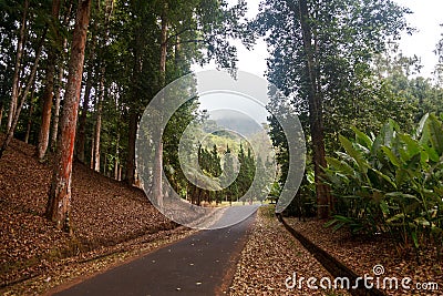 Botanic Garden at Bedugul, Bali, Stock Photo