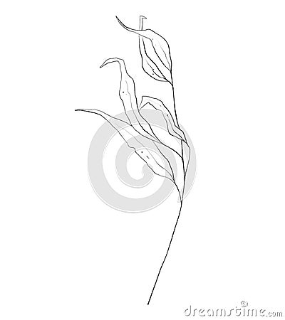 Botanic outline floral branch, leaves. Hand drawn floral abstract pencil sketch Cartoon Illustration