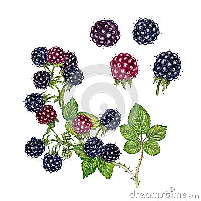 Realistic watercolor illustration of blackberry rubus fruticosus Cartoon Illustration