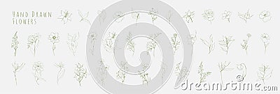 Botanic set of detailed various flowers and brunch. Luxury vintage floral collection for wedding invitation, wallpaper Vector Illustration