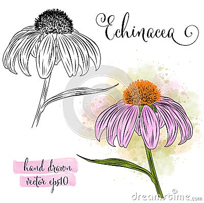 Botanical art watercolor echinacea flower Vector Illustration