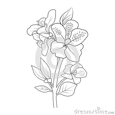 Botanical azalea flower illustration, Japanese azalea tattoo drawings, black and white evergreen azalea flower line art Vector Illustration