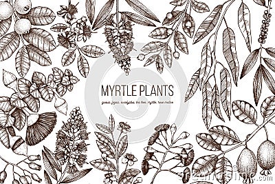 Botanical background with beautiful myrtle plants sketches. Hand drawn feijoa, Eucalyptus, tea tree, guava, myrtus drawings. Exoti Stock Photo