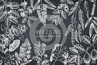 Botanical background with beautiful myrtle plants sketches. Hand drawn feijoa, Eucalyptus, tea tree, guava, myrtus drawings. Exoti Stock Photo