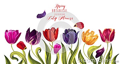 Vector horizontal border with multi-colored tulips flowers and leaves on white background. Vector Illustration