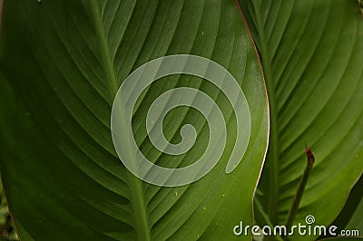 Botanical background with energetic green tropical leaf textures. Stock Photo