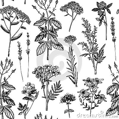 Botanical background with hand drawn spices and herbs. Decorative colorful backdrop with vintage medicinal plants sketches. Herbal Cartoon Illustration