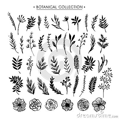 Botanical collection. Flowers, branches, and leaves. Hand drawn Cartoon Illustration