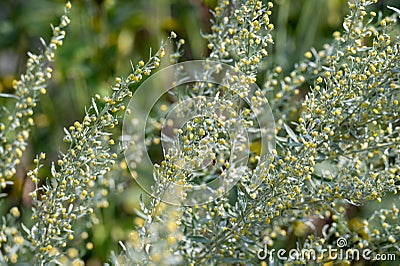 Botanical collection, leaves and berries of silver mound artemisia absinthum medicinal plant Stock Photo