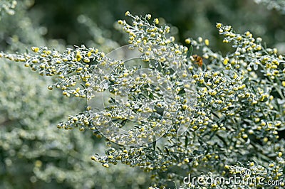 Botanical collection, leaves and berries of silver mound artemisia absinthum medicinal plant Stock Photo