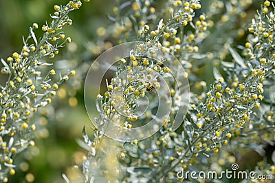 Botanical collection, leaves and berries of silver mound artemisia absinthum medicinal plant Stock Photo