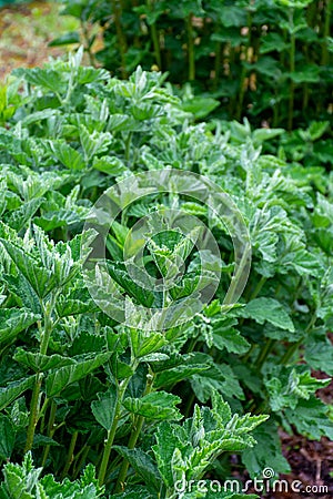 Botanical collection, medicinal plant althaea officinalis in summer Stock Photo