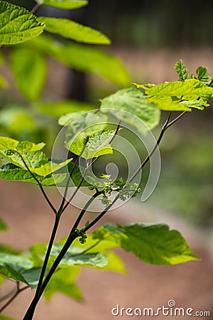 Botanical collection of medicinal plants and herbs, Eleutherococcus senticosus or devil`s bush, Siberian ginseng, eleuthero plant Stock Photo