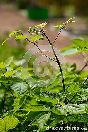 Botanical collection of medicinal plants and herbs, Eleutherococcus senticosus or devil\'s bush, Siberian ginseng, eleuthero plant Stock Photo