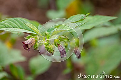 Botanical collection of poisonious plants and herbs, Atropa belladonna or belladonna or deadly nightshade plant Stock Photo