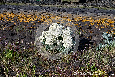 Botanical collection, white blossom of eadible sea shore plant Crambe maritima or sea kale,seakale or crambe flowering plant in Stock Photo