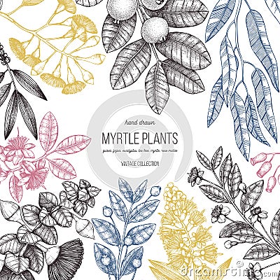 Botanical design with hand drawn mirtles - tea tree, eucalyptus, guava, myrtus, feijoa sketches. Medicinal plants for essential oi Stock Photo