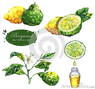 Botanical drawing isolated on the white background: bergamot fruits, branch, slice, bergamot oil, leaves and blossom. Cartoon Illustration