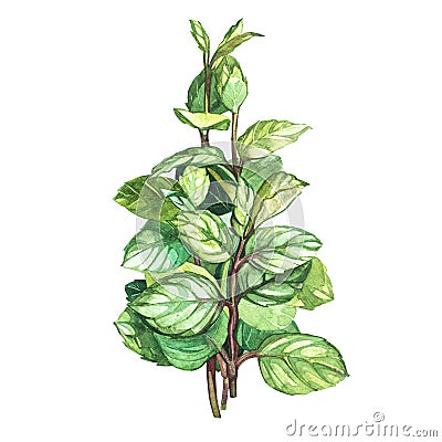 Botanical drawing of a oregano. Watercolor beautiful illustration of culinary herbs used for cooking and garnish Cartoon Illustration